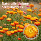 90+ Edible Dried Flowers for Cake Decorations, 100% Natural Dried Strawflowers Orange & Yellow for Cocktails Garnish, Drink Botanicals and Baking