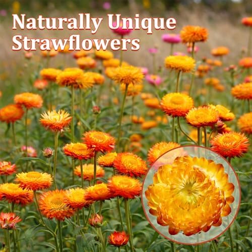 90+ Edible Dried Flowers for Cake Decorations, 100% Natural Dried Strawflowers Orange & Yellow for Cocktails Garnish, Drink Botanicals and Baking