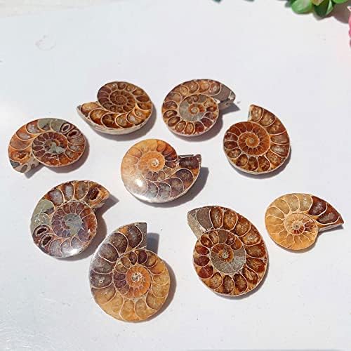Natural Crystal Conch Quartz Pattern Beautiful Ammonite Fossil Conch Specimen Energy Mineral Specimen Slice for Home Decor Gifts Ornament Geography Teaching,1.6in