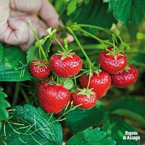 Rigoni di Asiago Fiordifrutta Organic Fruit Spread, Strawberry, 250 g, 6 Count