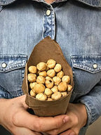Alta Langa Hazelnuts - Terra delle Nocciole - Piemonte, Italy