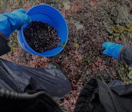 Chondrus Crispus (Purple Irish Moss) – Wild Harvested Maine Sea Moss, Sun-Dried Whole Leaf Seaweed, Gulf of Maine