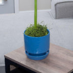 Pre- Potted Amaryllis Bulb Kit: Marilyn in Stunning Beautiful Blue Ceramic Pot NO Planting Necessary Indoor Flowers and Blooms Many Color Options Red Pink White Waxed Alternative Live Amaryllis Plant