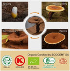 Organic Reishi Mushroom Capsules with 100% Ganoderma Lucidum Reishi Spore Powder for Boost Immune System, Vegan, All Natural, Non-GMO & Gluten Free, 90 Veggie Capsules