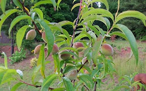Belle of Georgia Peach Tree - A Gift that Keeps Giving - Self Pollinating Live Fruit Plant Shipped 2 to 3 Feet Tall by DAS Farms