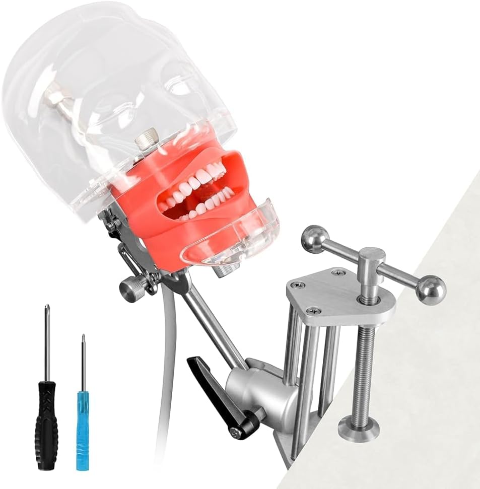 Ultrassist Dental Manikin Head with 32 Typodont Teeth Model, Dental Typodont Mount Fixed on Table, Dental Phantom Head