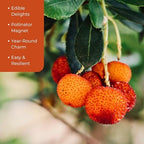2 Arbutus Unedo Live Strawberry Tree Plants – Sweet Resilient Beauty, Thriving in 2.5" Nursery Cubes