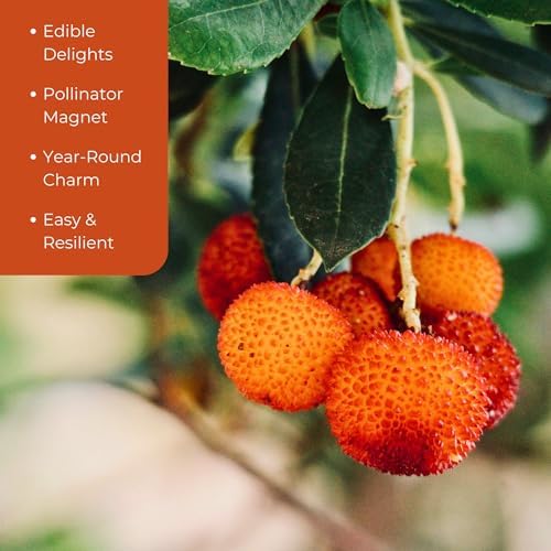 2 Arbutus Unedo Live Strawberry Tree Plants – Sweet Resilient Beauty, Thriving in 2.5" Nursery Cubes
