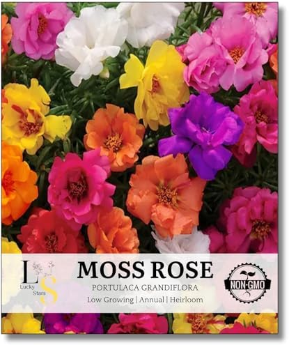 10000 Mixed Moss Rose Seeds - HOA Mười Giờ - AKA. Portulaca Grandiflora Mix, Moss-Rose Purslane, Eleven O'clock, Heat & Drought Tolerant 2 Grams