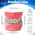 Orthodontic Dental Model with Brackets for Educational Demonstration - Silicone Teeth Typodont with Braces, Anatomic Teaching Tool - Dental Care Training Device for Students and Patients
