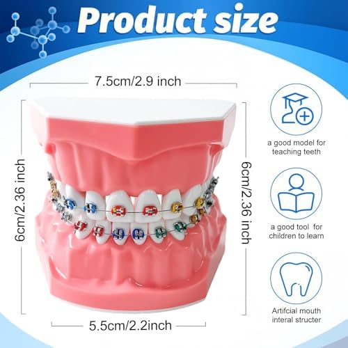 Orthodontic Dental Model with Brackets for Educational Demonstration - Silicone Teeth Typodont with Braces, Anatomic Teaching Tool - Dental Care Training Device for Students and Patients