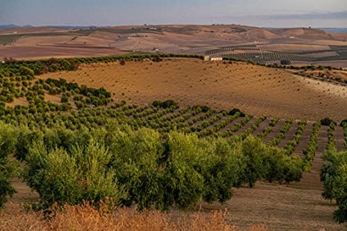 Regios Extra Virgin olive Oil, Picual, Early Harvest 2023/24! Award Winning Spanish Family Farm, Andalucía Spain, Low Acidity, RIch in Polyphenols, 500ml (16.9 FL OZ) (Picual)