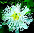 Rare Passiflora Passion Flower Mix (50 Seeds) - Stunning Colors, Home Gardens Outdoor Container, purple