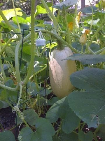 50 Vegetable Spaghetti Squash Winter Cucurbita Pepo Seeds