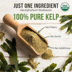 Ocean’s Balance Clean – Wildcrafted Kelp Powder (Ascophyllum nodosum) from the Gulf of Maine | Rich in Iodine & 70+ Minerals | Supports Metabolism, Skin, & Immunity | 16 oz