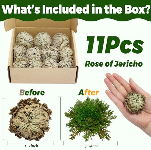 11 Pack Rose of Jericho Resurrection Plants, 1–2 Inch Rosa de Jerico Original, Unfolds in Water, Dried Fern Prayer Plants for Spiritual Purification, Home Decor , Gift for Plant Lovers