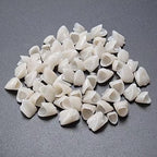 New 2 Packs Dental Temporary Crown Material for Anterior + Molar Teeth Veneers