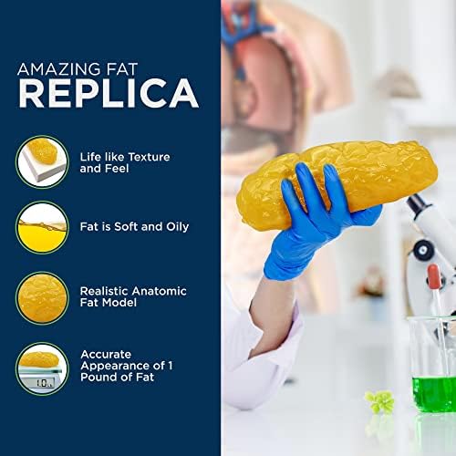 Amazing Human Body Fat Replica 1lb by Evviva Sciences, Realistic Anatomic Fatty Tissue Model Demonstration for Anatomy, Physiology, Science & Technology Students