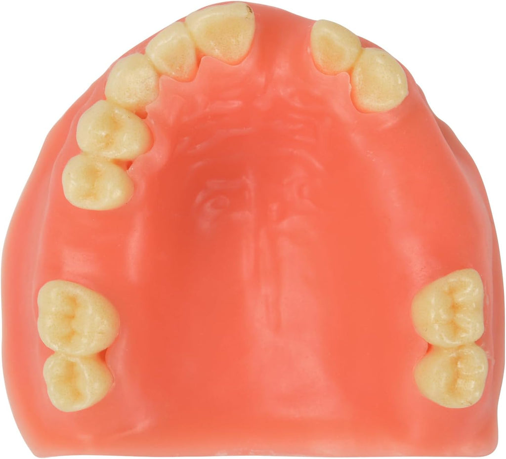 Ultrassist Maxillary Dental Implant Model Missing Partial Teeth, Basic Implant Training Model with Practice Soft Gums, Great Dental Training Tooth for Dental Implant Practice