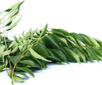 Curry Forest Fresh Curry Leaves-100% Natural & Pesticide-Free, Grown in Phoenix USA, Hand-Picked for Authentic Flavor 3 oz