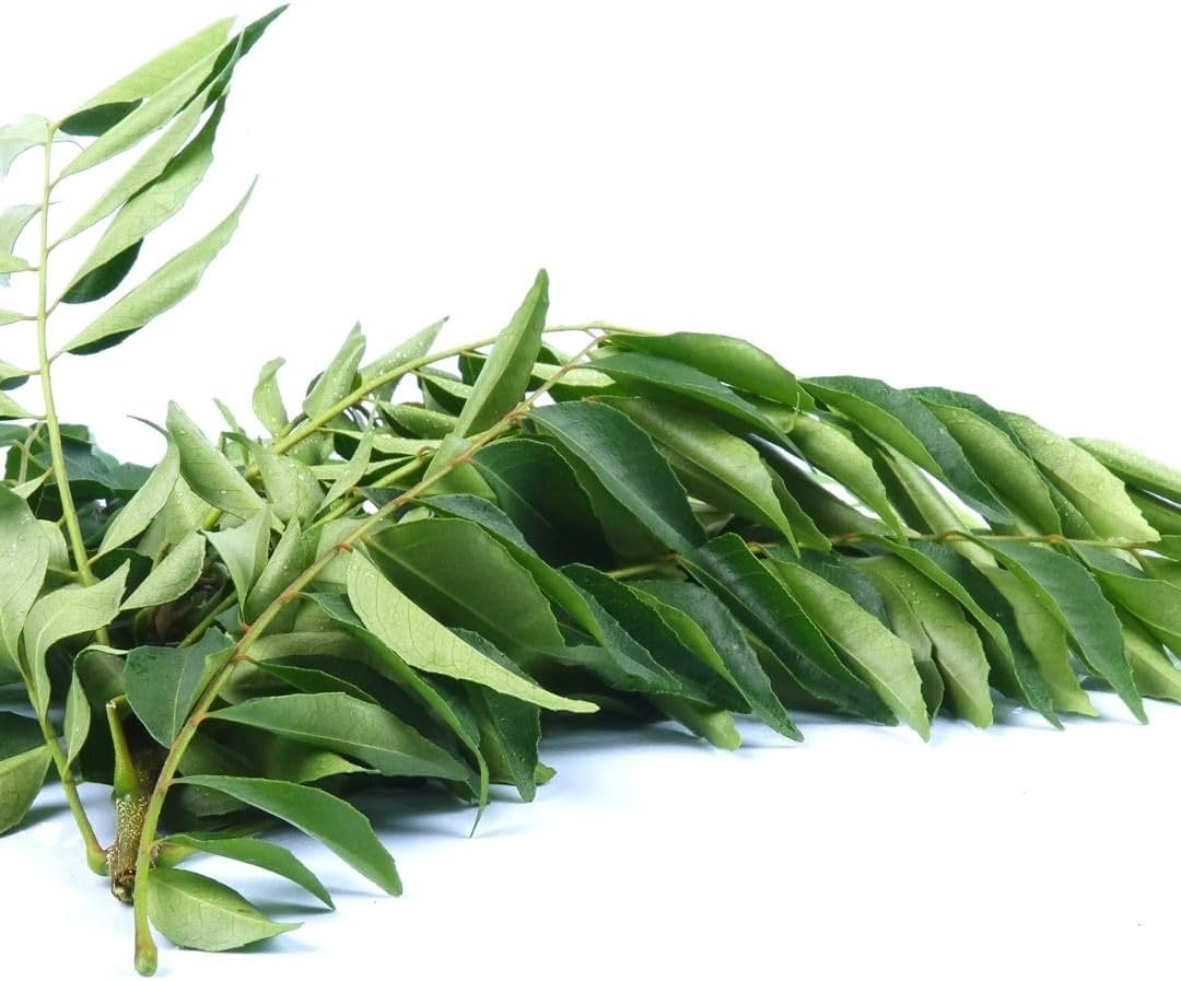 Curry Forest Fresh Curry Leaves-100% Natural & Pesticide-Free, Grown in Phoenix USA, Hand-Picked for Authentic Flavor 3 oz