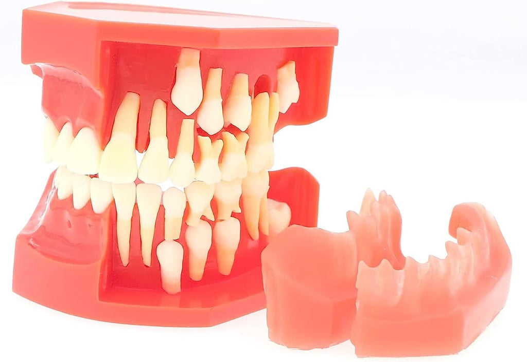 Teaching Model,Teeth Typodonts Dental Model - Teeth Eruption Development Model， Alternating Model of Constant Pressure of Deciduous Teeth，Silicone Material，Suitable for T