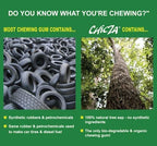 Natural Mayan Chewing Gums "Chicza" - Box Of 10 x 12 Spearmint Gums