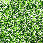 Sentovac Green and White Nonpareils Sprinkles St Patricks Edible 2mm Mini Peals Sprinkle for Cake Decorating Sugar Candy Cookie Cupcake Topper Baking Decorations Christmas St Patricks Supplies