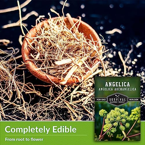 Angelica Seeds for Planting - Medicinal Herb Garden Seed to Grow Angelica Archangelica - Edible Traditional Healing Herb, Biennial Plant - Survival Garden Seeds (1 Pack)