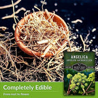 Angelica Seeds for Planting - Medicinal Herb Garden Seed to Grow Angelica Archangelica - Edible Traditional Healing Herb, Biennial Plant - Survival Garden Seeds (2 Packs)