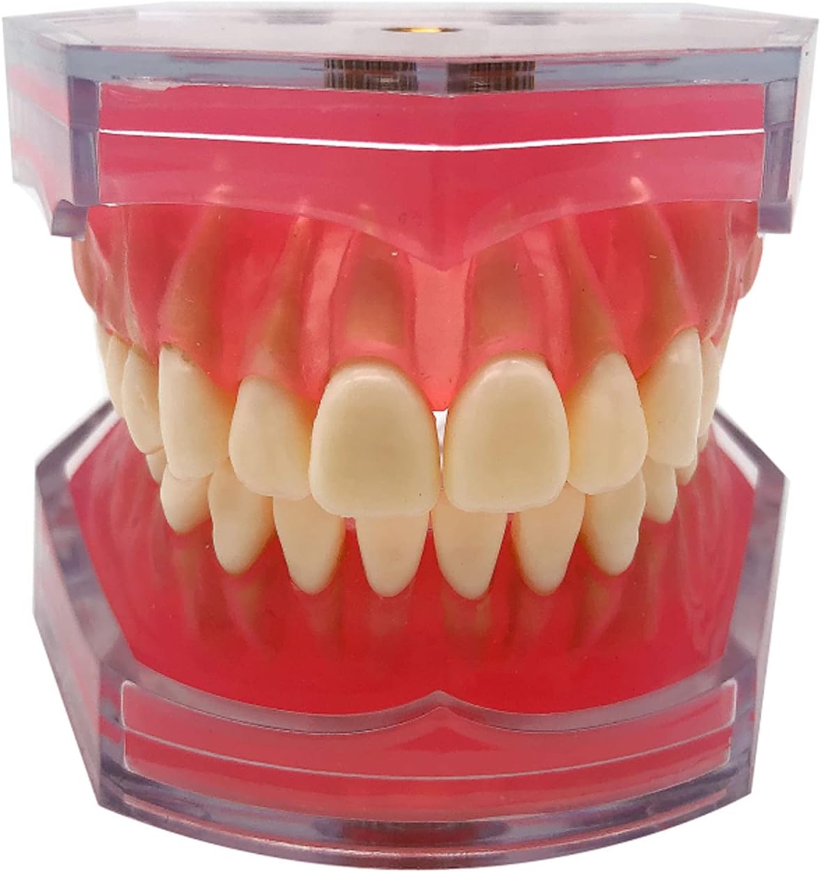 Standard Teeth Model, Dental Crown Models Soft Gums, Dental Model Resin Removable Full Mouth Teeth for Tooth Extraction Exercises, Doctor Explains to The Patient