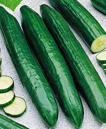 Seeds Rare Cucumber Emelya Giant Long Pickling Heirloom Vegetable Non GMO