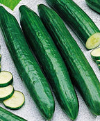 Seeds Rare Cucumber Emelya Giant Long Pickling Heirloom Vegetable Non GMO