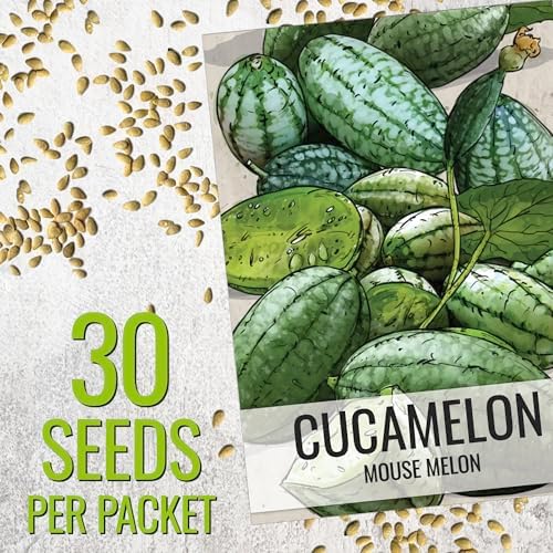 Seed Needs Cucamelon Seeds for Planting Mexican Sour Gherkin Miniature Mouse Melons - Non-GMO Heirloom & Untreated - Grow a Home Grown Indoor Outdoor Vegetable Garden (1 Pack)