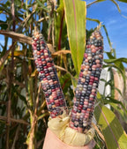 Glass Gem Corn Seeds – Heirloom, Non-GMO, Rainbow Popcorn Variety | Pack of 30 Seeds