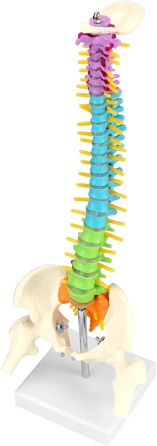 QWORK Flexible Human Spine Model with Spinal Nerves Pelvis and Thighs, Vertebral Column Anatomical Model, 45 cm / 18"