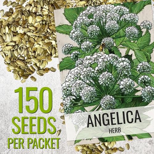 Seed Needs Angelica Seeds for Planting Angelica archangelica - Non-GMO Heirloom & Untreated Medicinal Herbs to Grow an Indoor or Outdoor Home Grown Garden (1 Pack)
