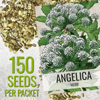 Seed Needs Angelica Seeds for Planting Angelica archangelica - Non-GMO Heirloom & Untreated Medicinal Herbs to Grow an Indoor or Outdoor Home Grown Garden (1 Pack)