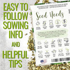 Seed Needs Angelica Seeds for Planting Angelica archangelica - Non-GMO Heirloom & Untreated Medicinal Herbs to Grow an Indoor or Outdoor Home Grown Garden (1 Pack)