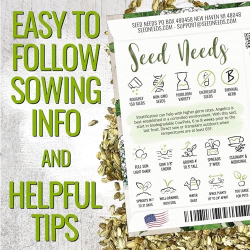 Seed Needs Angelica Seeds for Planting Angelica archangelica - Non-GMO Heirloom & Untreated Medicinal Herbs to Grow an Indoor or Outdoor Home Grown Garden (1 Pack)