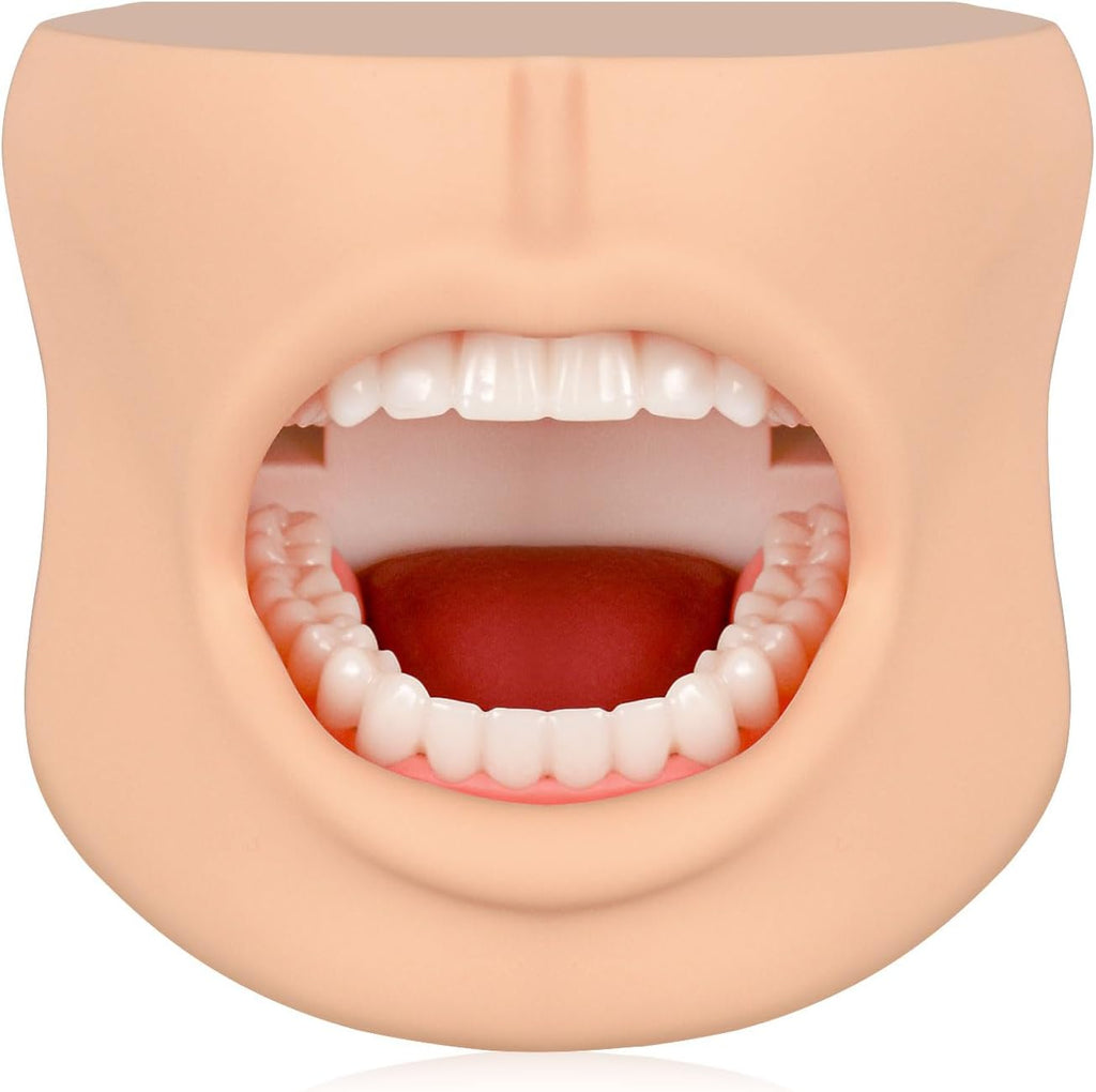 Teeth Model with Cheek Structure, Dental Typodont Teeth Model for Dental Care Demonstration, Tooth Model for Dental Education and Teaching