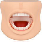 Teeth Model with Cheek Structure, Dental Typodont Teeth Model for Dental Care Demonstration, Tooth Model for Dental Education and Teaching