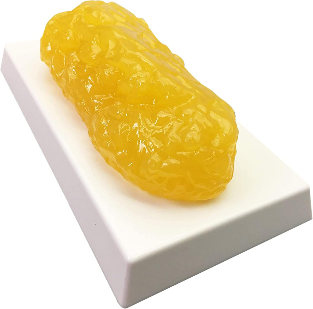Amazing Human Body Fat Replica 1lb by Evviva Sciences, Realistic Anatomic Fatty Tissue Model Demonstration for Anatomy, Physiology, Science & Technology Students