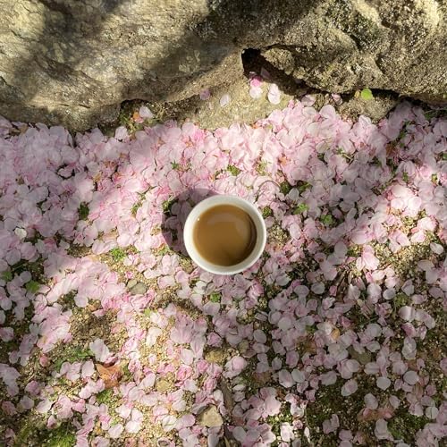 SONO Organic Hojicha Powder - Matcha-style Fine Powdered Japanese Roasted Green Tea for Houjicha Latte, Other Drinks, Baking, Topping - Kyoto Japan Origin - 3.5oz/100g (Hojicha Powder)