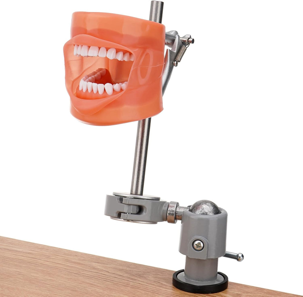 PER4MANCE Dental Typodont Mounting Pole Set (32 Removable Teeth Model Included) - 360° Rotating | Compatible with Kilgore, Columbia, Nissin, and Frasaco| Ideal for Education and Training