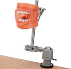 PER4MANCE Dental Typodont Mounting Pole Set (32 Removable Teeth Model Included) - 360° Rotating | Compatible with Kilgore, Columbia, Nissin, and Frasaco| Ideal for Education and Training