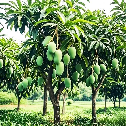 3pcs Mango Tree Seeds for Planting – Fast-Growing Tropical Fruit Seeds – Indoor/Outdoor Garden
