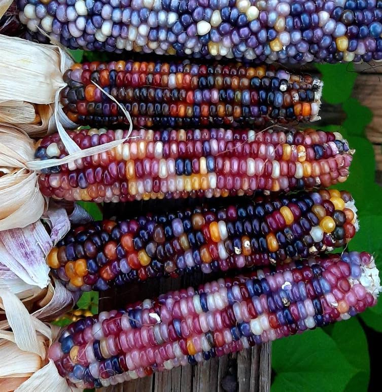 Glass Gem Corn Seeds – Heirloom, Non-GMO, Rainbow Popcorn Variety | Pack of 30 Seeds