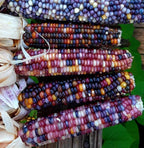 Glass Gem Corn Seeds – Heirloom, Non-GMO, Rainbow Popcorn Variety | Pack of 30 Seeds