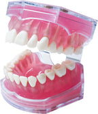 Dental Demonstration Teeth Model with All Removable Teeth, Standard Study Teaching Dental Model Teeth Education and Demo Typodonts Model Ideal for Dental Professionals and Students